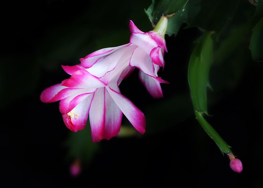 white and pink flower, rhipsalis, schlummbergera, christmas cactus, HD wallpaper