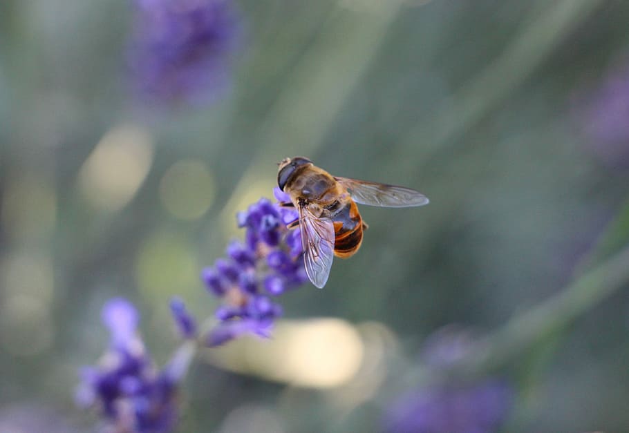Bee, Nectar, Lavender, Blooming, blooming lavender, lavender fragrance HD wallpaper