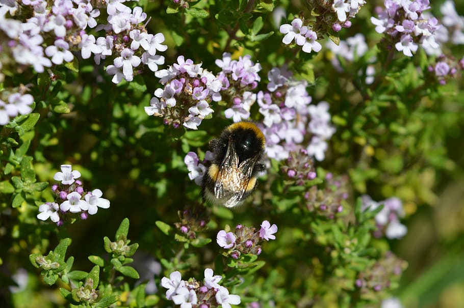 flower, bourdon, nature, insect, plants, bee, pollination, summer HD wallpaper