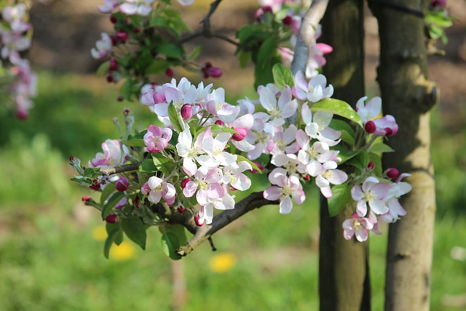Apple, Blossom, Bloom, Spring, Nature, close, pink, garden HD wallpaper
