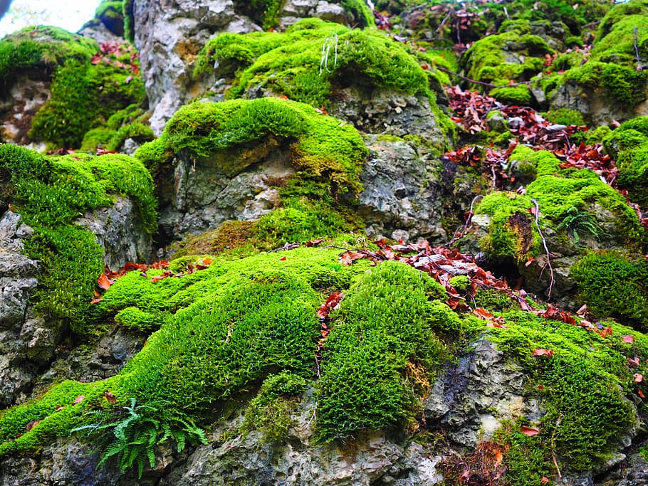 green mosses on rock formation at daytime, stone, bemoost, overgrown, HD wallpaper