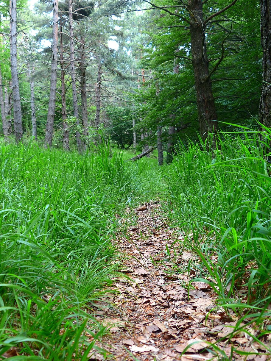 Path, Away, Leaves, Grass, Trail, forest path, wegchen, hike HD wallpaper