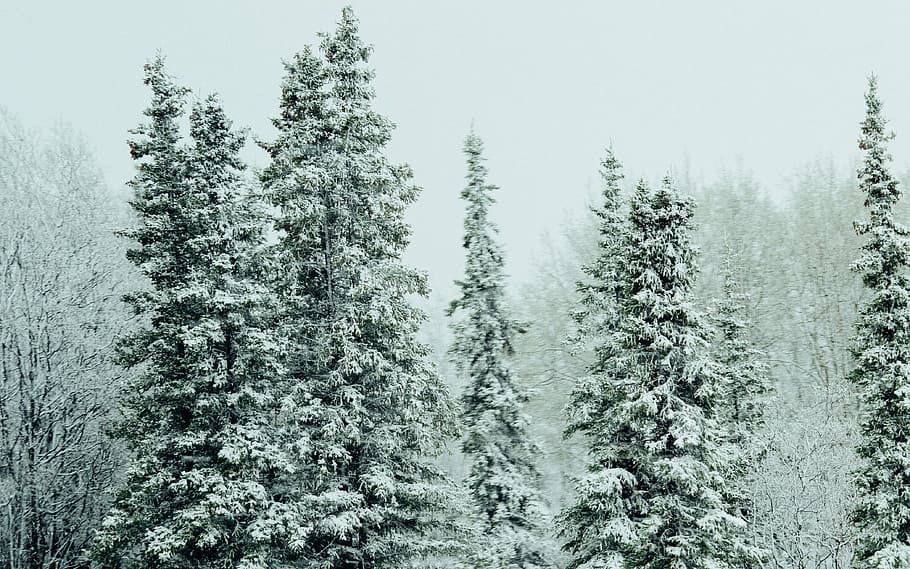 green leafed trees coated with snow during daytime, snow covered pine tree lot HD wallpaper