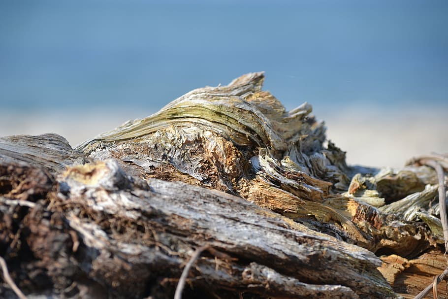 nature, flotsam, beach, sea, no people, wood - material, close-up