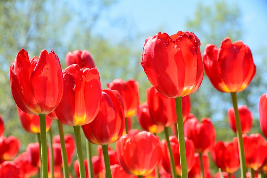 tulip, red, iridescent, spring, colorful, flower, flowering plant HD wallpaper