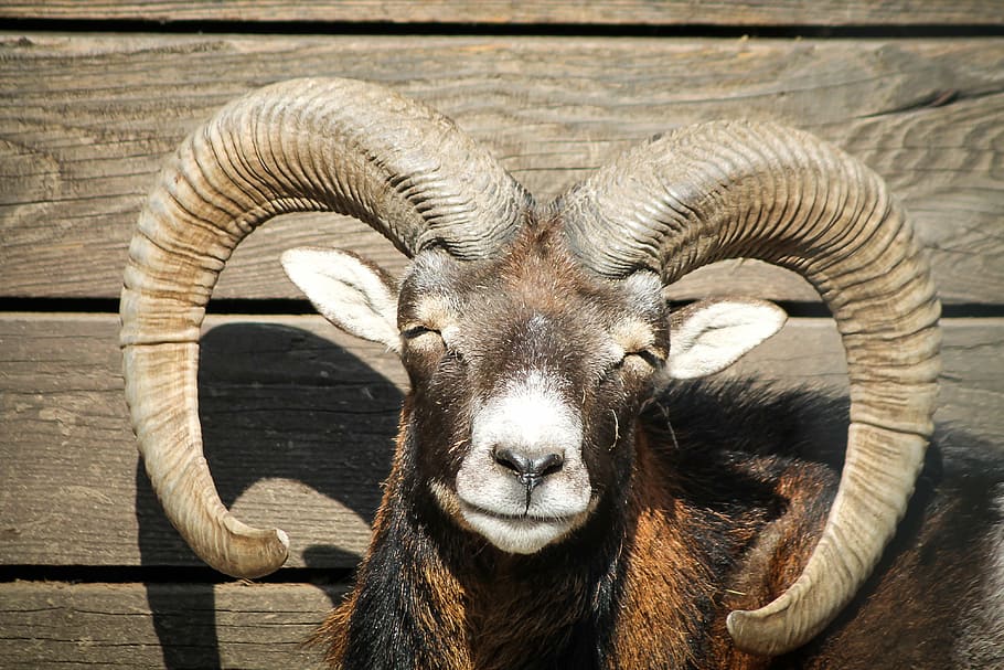 black and brown ram, mouflon, ungulates, horn, lesley tahitahi, HD wallpaper