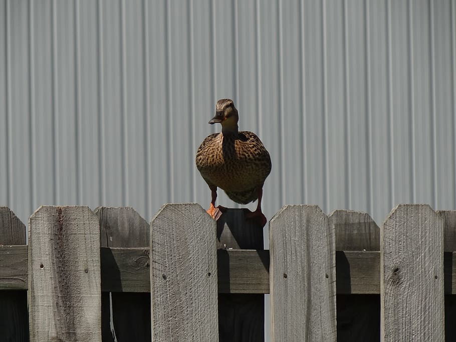 bird, duck, wild, vertebrate, animal, wood - material, animal wildlife HD wallpaper