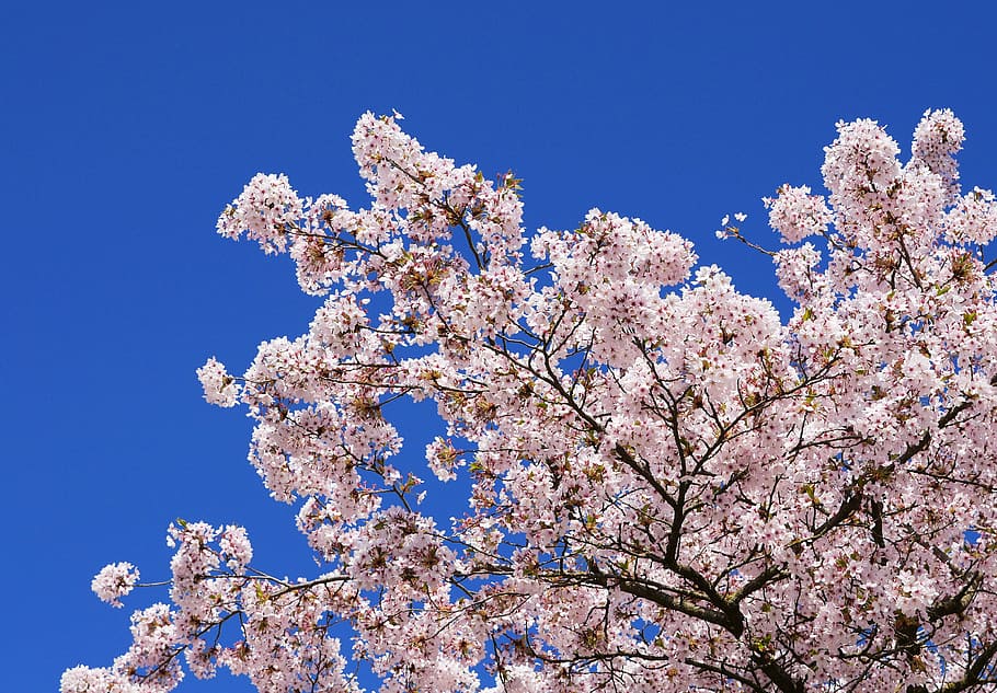 cherry blossoms, japanese cherry trees, cherry wood, flower, HD wallpaper