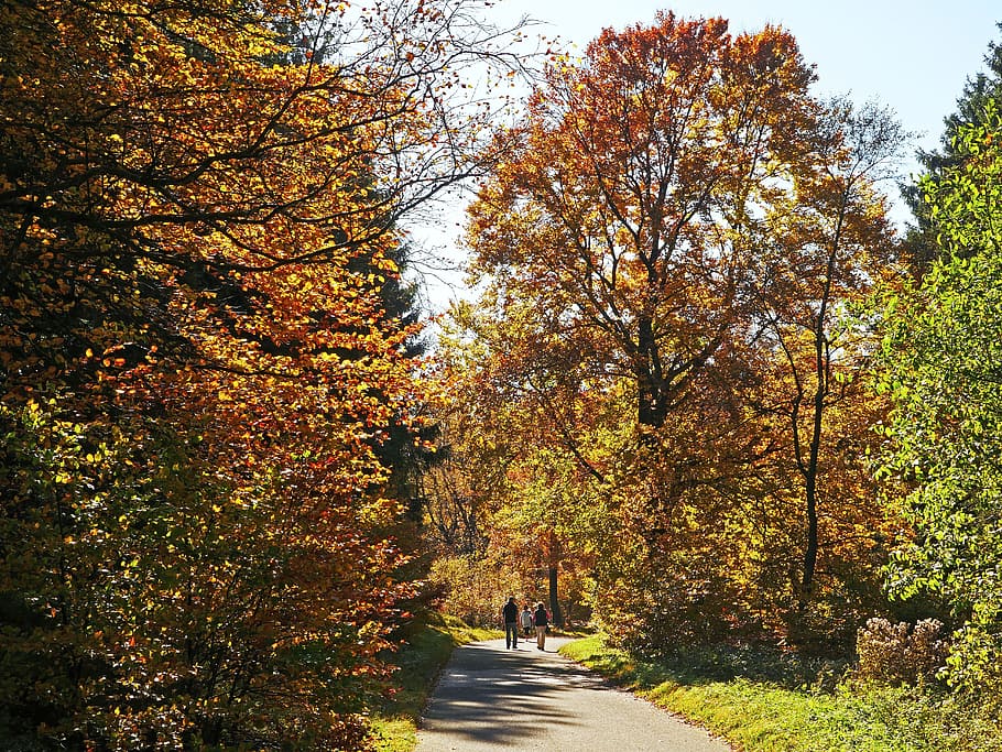 autumn forest, sauerland, walk, höhenweg, golden autumn, farbenrausch, HD wallpaper