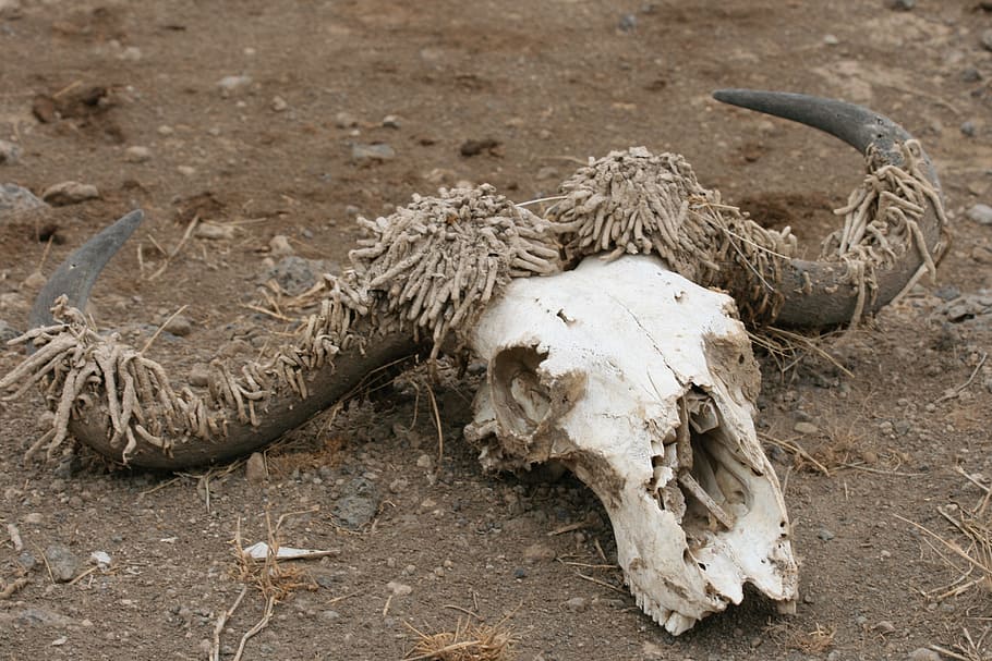 skull, antelope, death, nature, bone, animal skull, animal skeleton HD wallpaper
