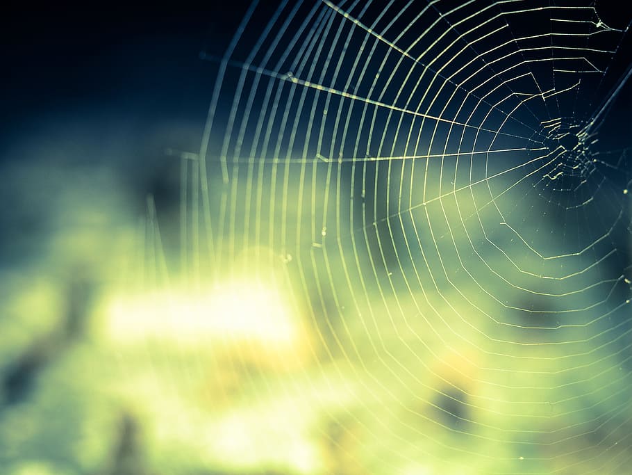 spider web shallow photography, cobweb, network, networking HD wallpaper