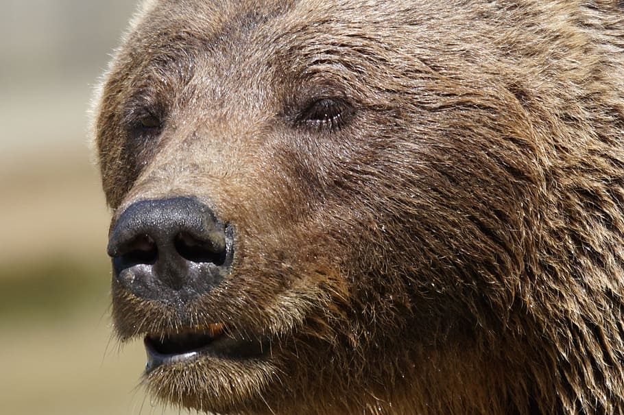 selective focus photography of brown bear, predator, dangerous HD wallpaper