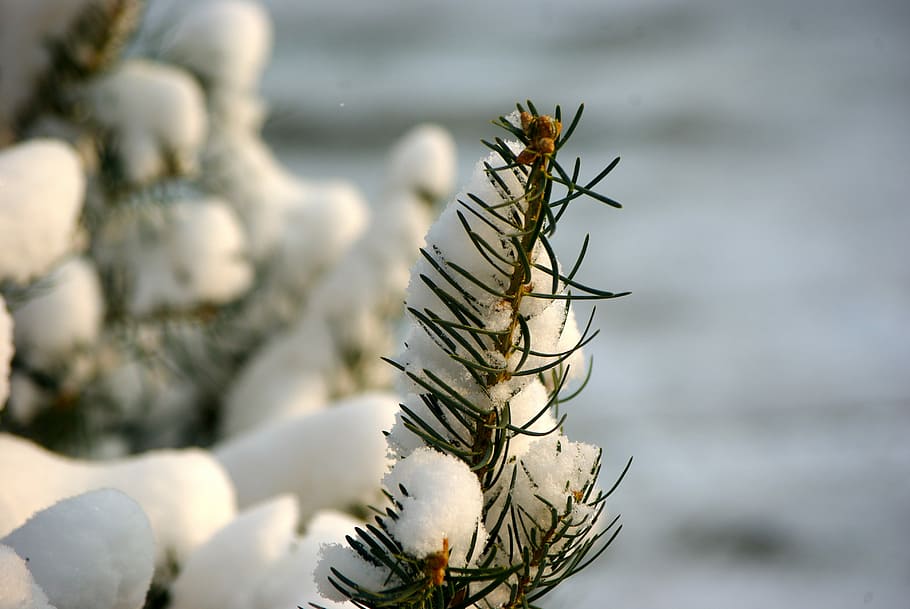 snow, winter, cold, nature, animal, close-up, animal themes HD wallpaper