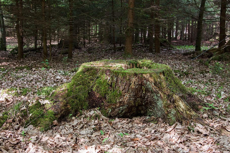 green tree trunk and grass during daytime, tree stump, moss HD wallpaper