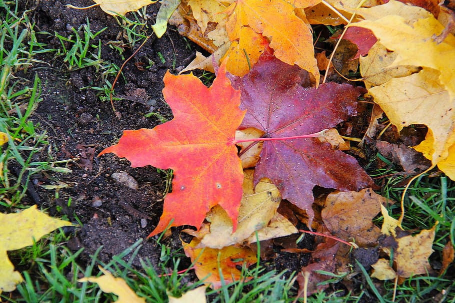 maple, leaves, autumn, leaf, fall, season, red, yellow, orange HD wallpaper