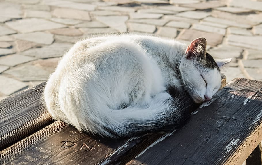 white and black cat on black wooden chair, young, sleeping HD wallpaper