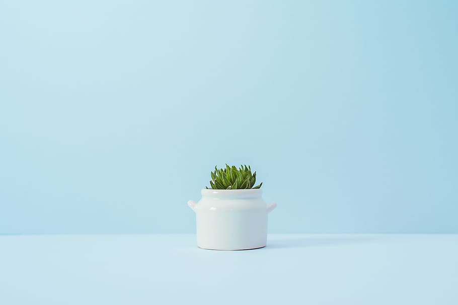 green succulent plant on white vase, white ceramic container with plant, HD wallpaper