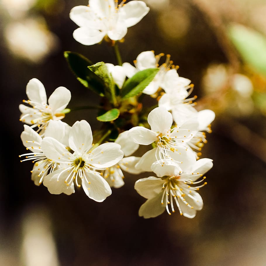 flowers, spring, nature, tree, handsomely, branch, flowering plant HD wallpaper