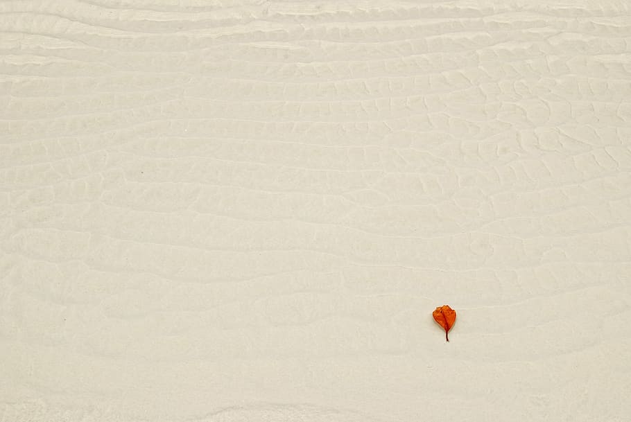 white texture, leaf, bright, contrast, nature, natural, backgrounds texture HD wallpaper