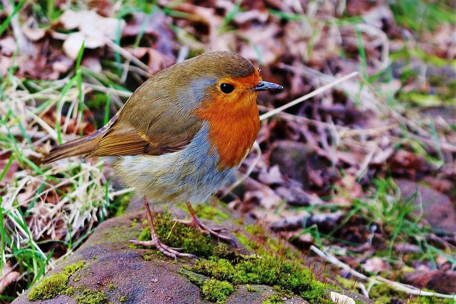 brown and gray bird standing on green moss, robin, nature, red HD wallpaper