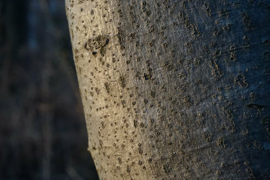 tree, bark, log, beech, fagus sylvatica, tribe, nature, forest HD wallpaper