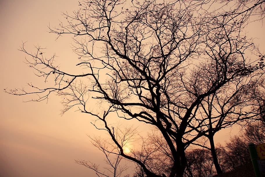 Tree, Wood, Sunset, bare tree, nature, branch, outdoors, autumn HD wallpaper