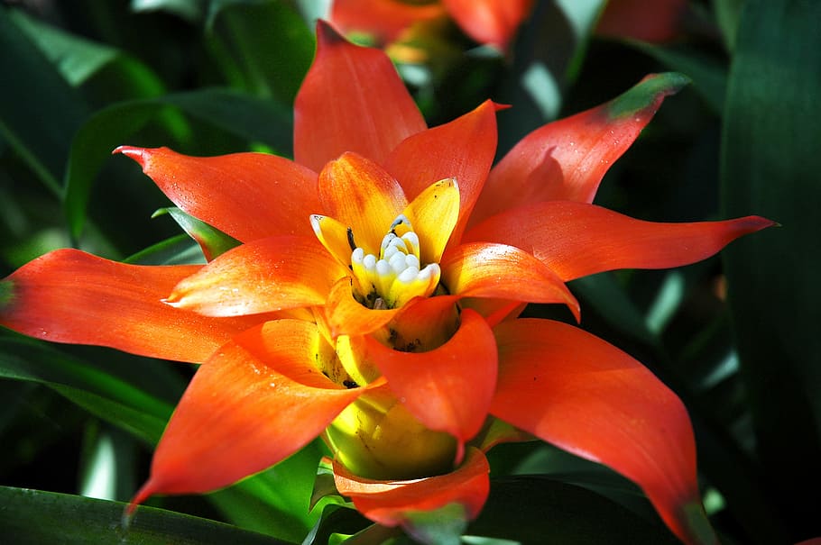 flower, blossom, bloom, red, flowering plant, petal, freshness HD wallpaper