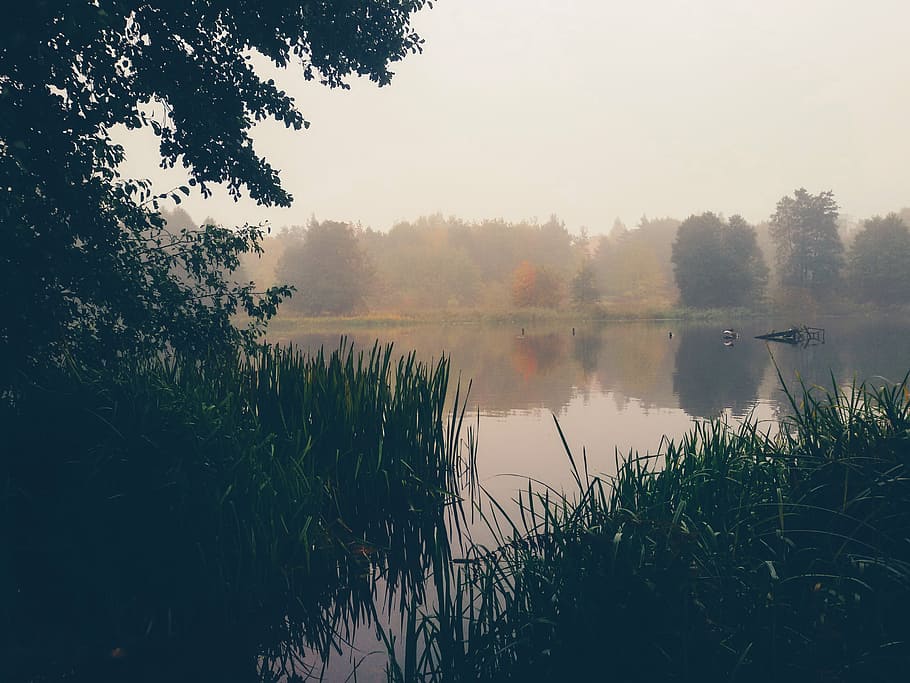 fog, forest, lake, mist, river, trees, water, nature, reflection HD wallpaper