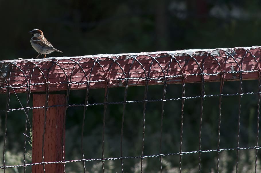 HD wallpaper: bird, fence, red, nature, garden, outdoor, landscape