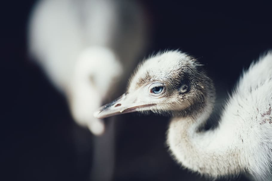 crane chick on black background, shallow focus photography of white duck HD wallpaper