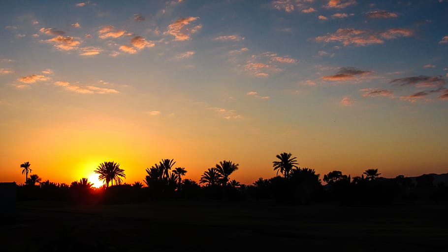 silhouette of trees, marrakech, sunset, palm, morocco, horizon HD wallpaper