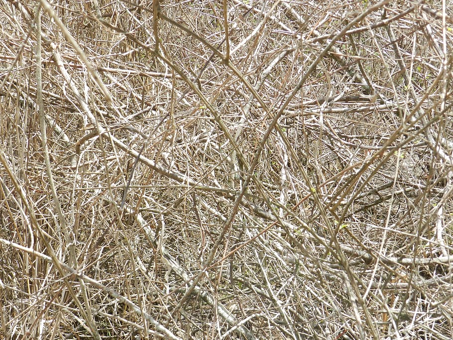 dry, twigs, texture, plant, backgrounds, full frame, no people HD wallpaper