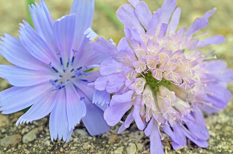 Flowers, Purple, Spring, Nature, blue, close-up, no people HD wallpaper