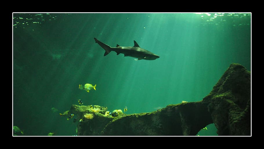 Shark, Aquarium, Fish, green color, no people, indoors, water HD wallpaper