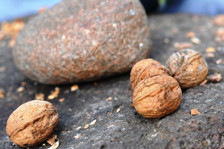 Walnut, Stone, Smash, Split, food and drink, healthy eating HD wallpaper