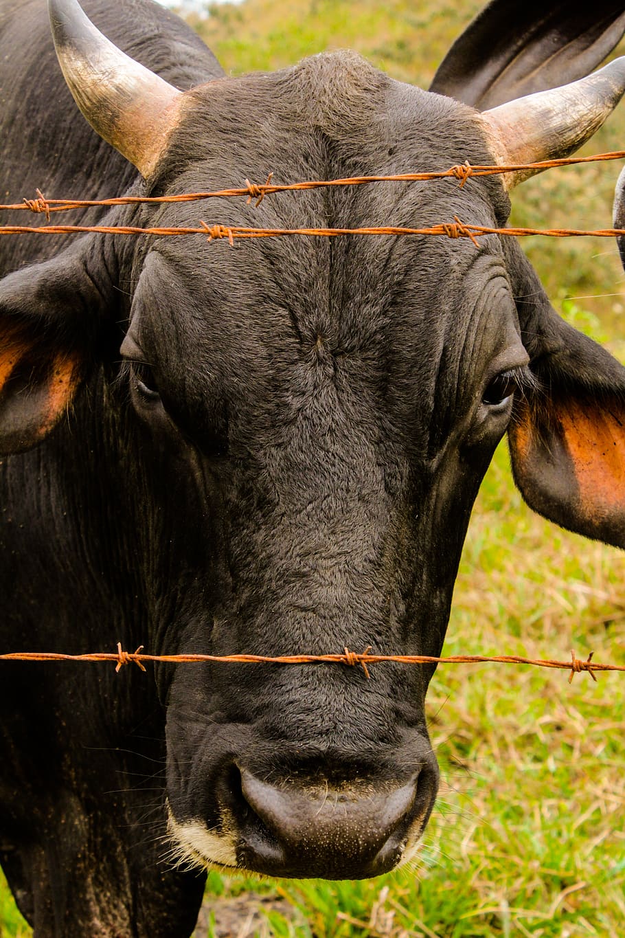 cattle, boi, rural, farm, field, veal, about, brazilian cattle, HD wallpaper