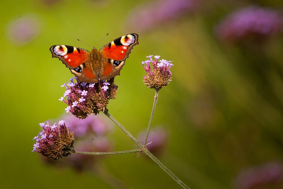 butterfly, nectar, insect, nature, close-up, summer, plant HD wallpaper