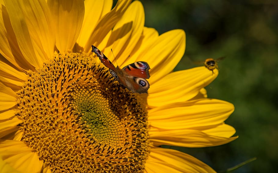 sun flower, summer, yellow, blossom, bloom, butterfly, plant HD wallpaper