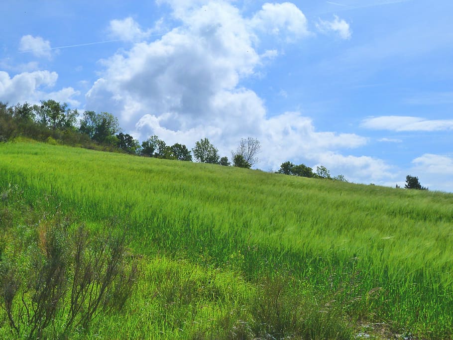 Landscape, Nature, Fields, promenade, spring, sky, trees, green HD wallpaper