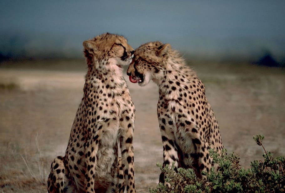 two cheetahs in desert, together, big cats, africa, wild, nature