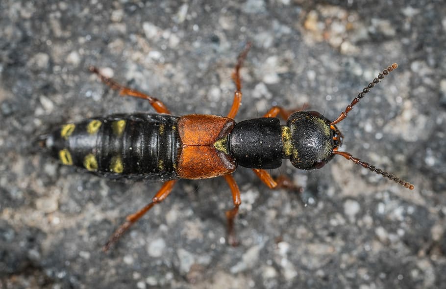 insect, macro, animal themes, invertebrate, animal wildlife HD wallpaper