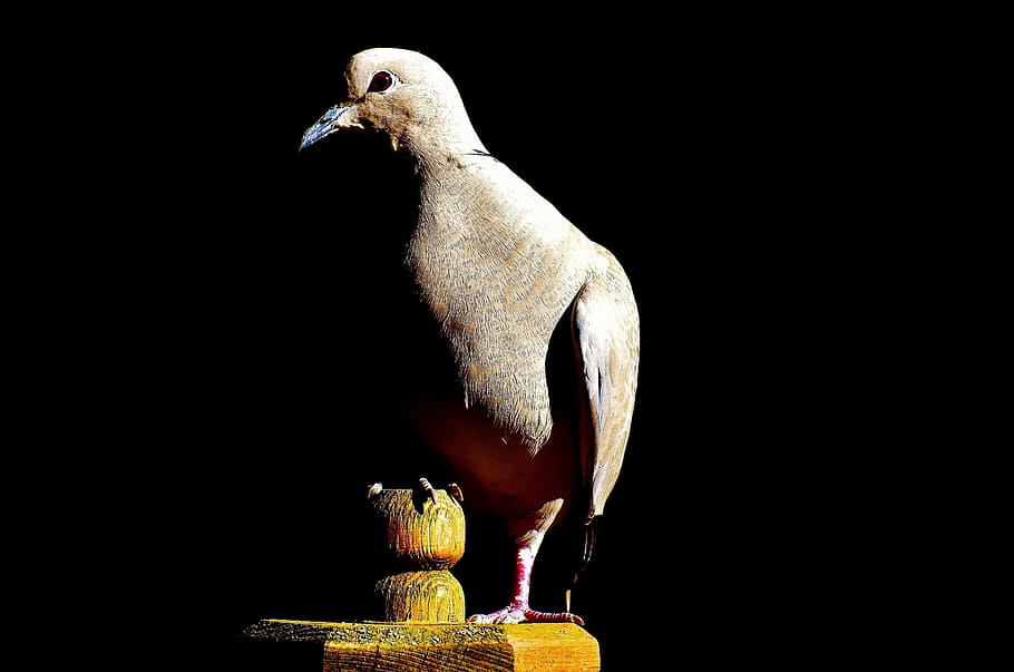Dove, Collared, Bird, Feather, Plumage, nature, animal world HD wallpaper