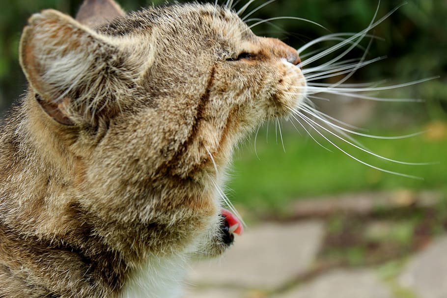 Cat, Pet, Head, Profile, Yawn, mieze, one animal, domestic cat HD wallpaper