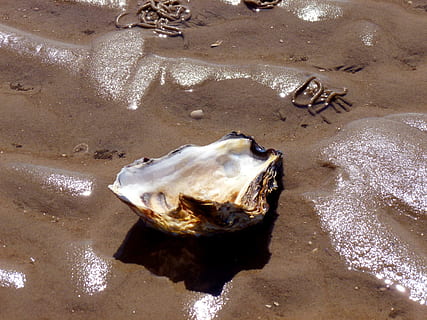 seashell, shellfish, oyster, sea animals, nature, water creature HD wallpaper