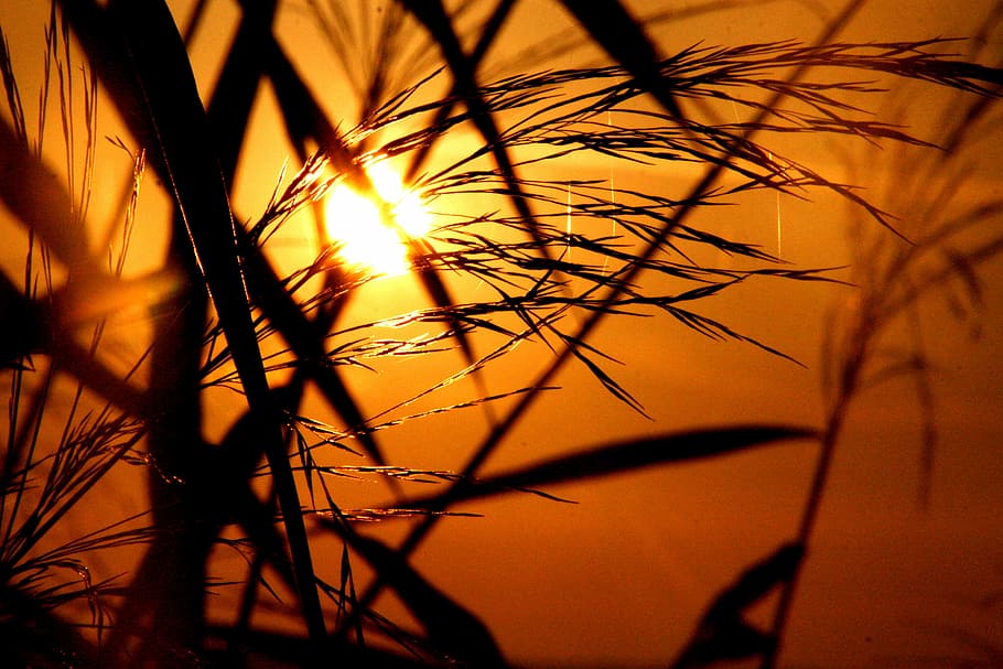 silhouette of wheat, grass, grasses, back light, sunrise, sunset HD wallpaper