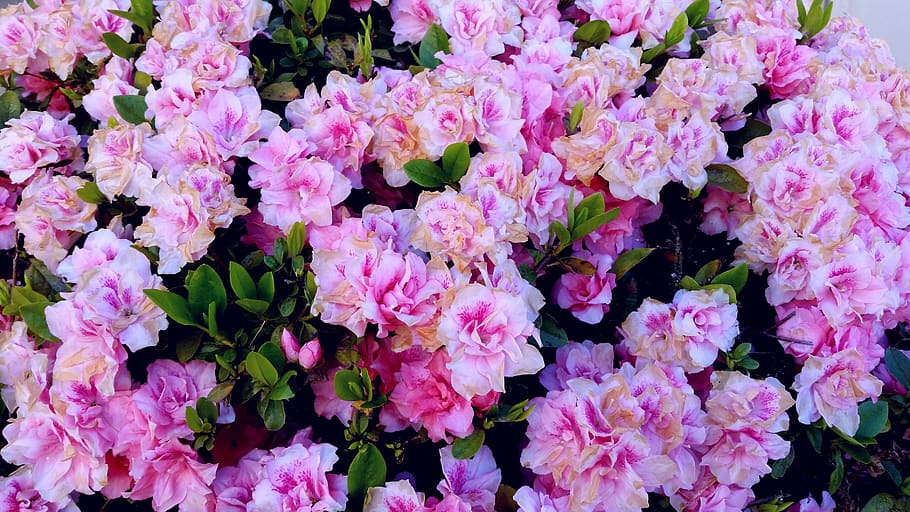 lovely, pink, pretty, flowers, background, desktop, bush, flowering plant