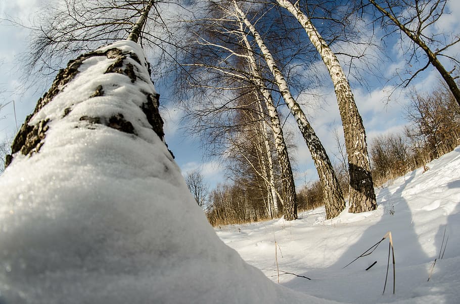 winter, snow, tree, nature, birch, cold temperature, plant HD wallpaper