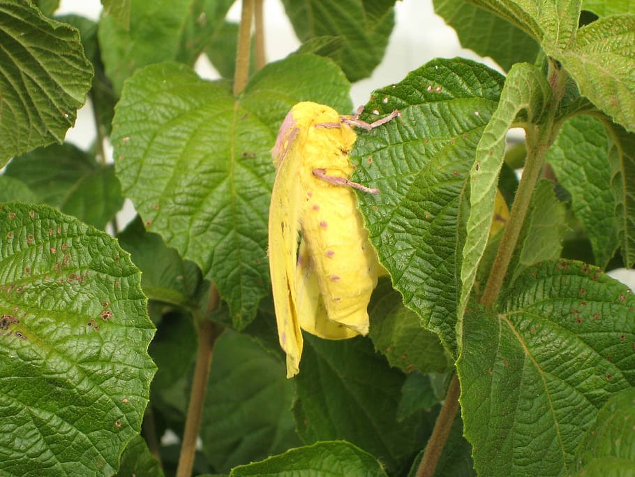 Yellow Imperial Moth on a tree - Eacles imperialis, bug, photos HD wallpaper