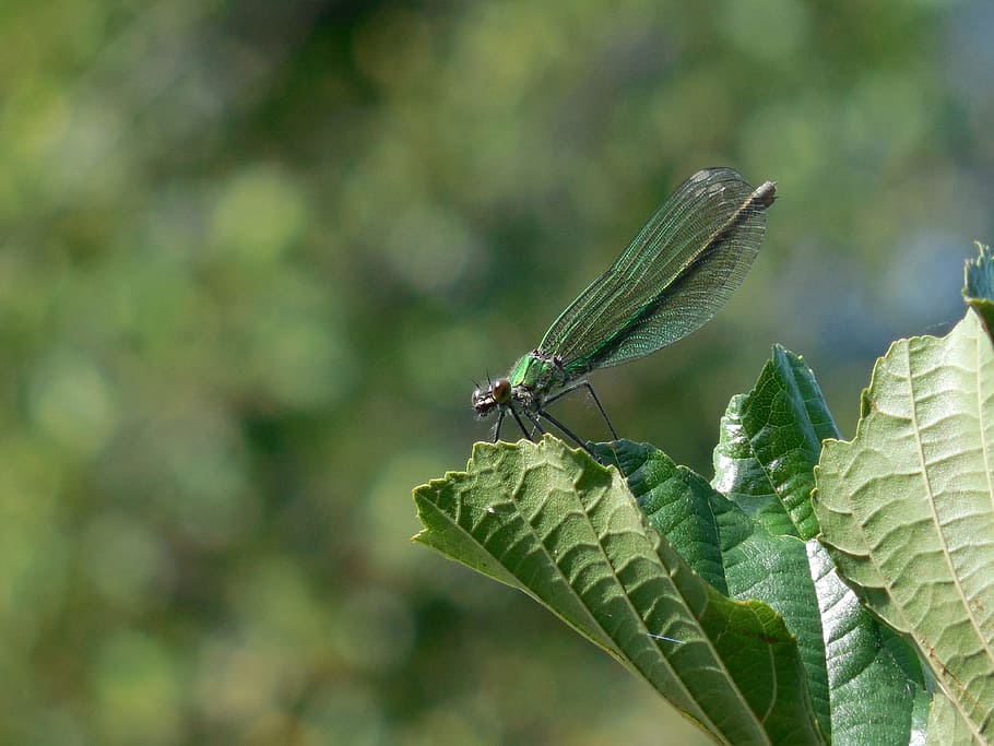 dragonfly, sheet, green, summer, winged insects, invertebrate HD wallpaper