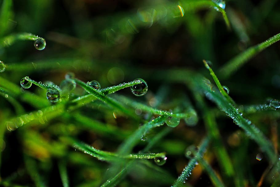 green leaves with water, grass, plant, closeup, macro, rain HD wallpaper